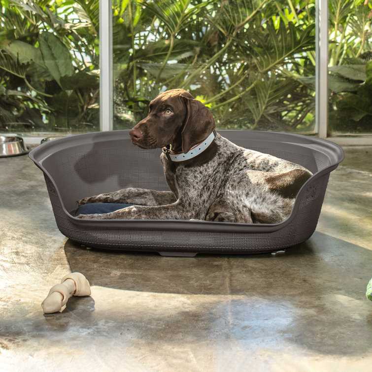 Plastic dog sale bed and cushion